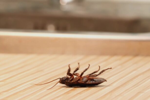 aparatul din bucatarie care atrage gandacii mai mult decat orice altul contrar asteptarilor nu este cuptorul 68b1b799b6ad9