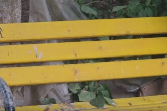 banci galbene de 120 000 de lei in comuna fara canalizare primarul se mandreste cu investitia 68a6dd9e5ed43