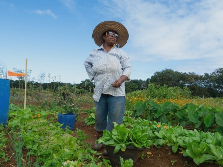 bringing home the bok choi how an oil spill in mauritius led to a female revolution in farming 68b127ba9be55
