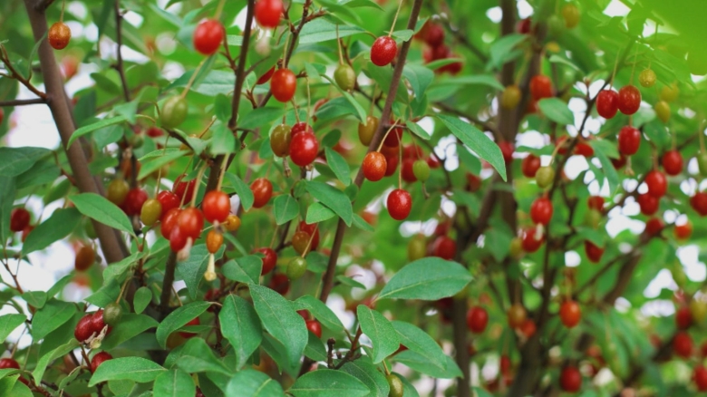 ce trebuie sa stii despre berberina cum iti poate imbunatati sanatatea 68a9dd3102b06