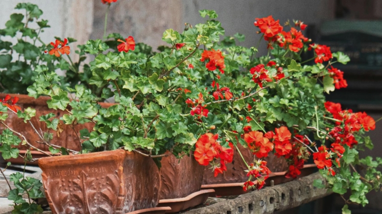 cum sa ai muscate inflorite pentru mult timp cel mai prielnic loc 68ac0c1b1ae3e