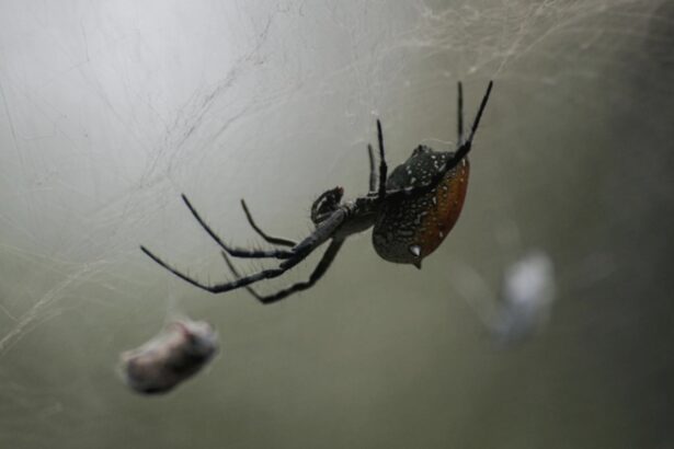 cum sa alungi paianjenii din casa folosind metode naturale 68a61b912aefb