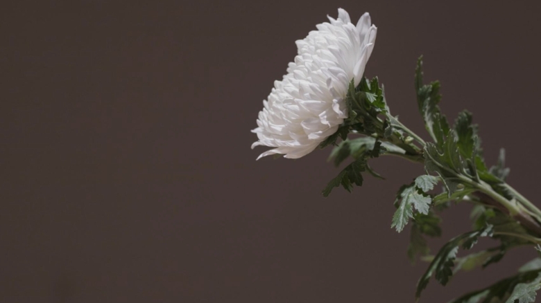 doliu in lumea influencerilor mama de 27 de ani ucisa accidental intr un schimb de focuri la semafor 68aca675412ca