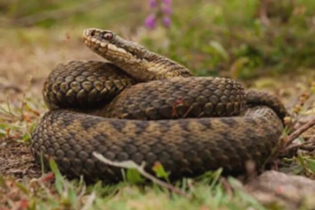 femeie muscata de sarpe transportata de urgenta la spitalul judetean din bistrita avertisment din partea specialistilor 68a9b284413bc