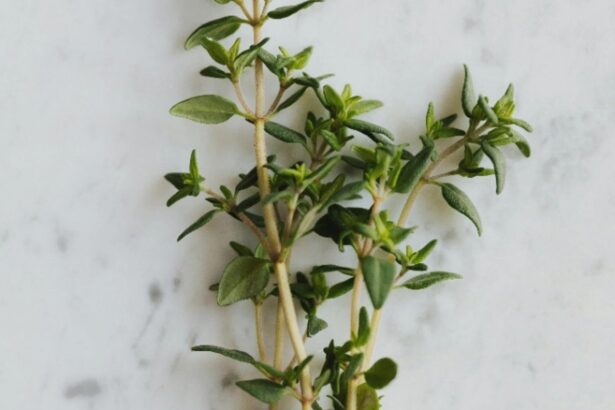 planta medicinala recomandata pentru a trata raceala si durerile in gat actioneaza ca un antibiotic natural 68afe51094617