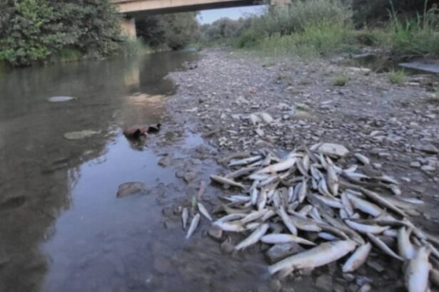 poluare masiva pe raul avrig mii de pesti gasiti morti dupa o deversare de beton de pe santierul a13 reactia autoritatilor 68a833f49a2a6