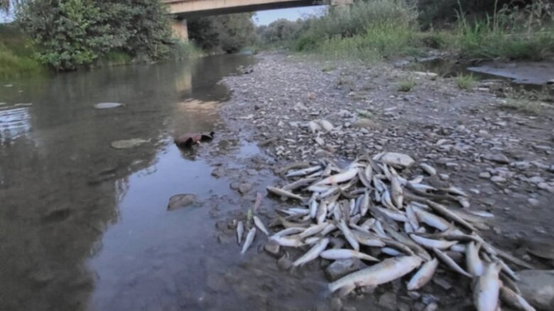 poluare masiva pe raul avrig mii de pesti gasiti morti dupa o deversare de beton de pe santierul a13 reactia autoritatilor 68a833f49a2a6