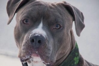 tanara de 26 de ani atacata de un caine amstaff pe strada proprietarul amendat si cercetat penal 68b31ffb0a045