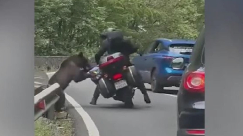 turist strain atacat de un urs pe transfagarasan animalul i a rasturnat motocicleta si i a golit rucsacul 68b1d0fd85a4f