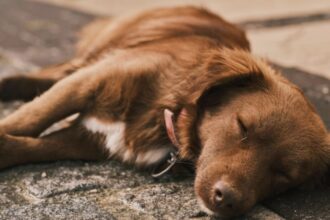 un barbat din giurgiu retinut dupa ce a ucis cainele unei vecine cu o bata s a enervat dupa ce i a mancat o pasare 68a6cd5c48b75