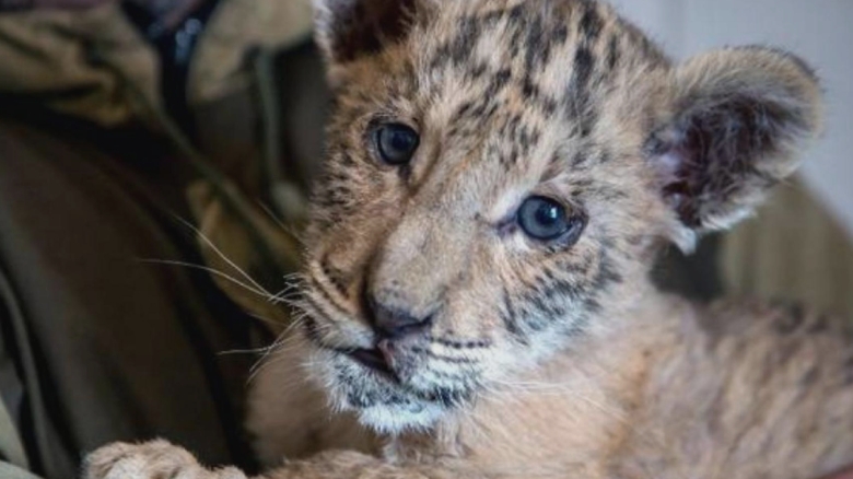 alerta la o gradina zoo din suceava copil muscat de ligru o fetita atacata de maimuta 68b97bdd91c13