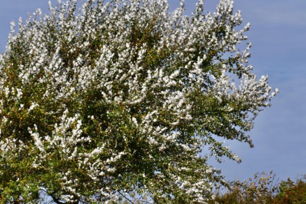 alerta meteo vant puternic si rafale de pana la 100 km h pana duminica seara 68c51c07662b9