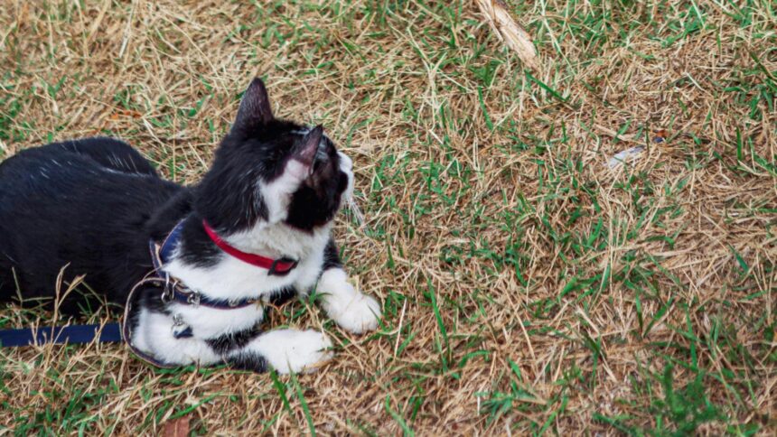 alimentele care pot fii periculoase pentru caini si pisici ce trebuie sa stii pentru a nu ti imbolnavi animalul de companie 68bfb13f55d6d