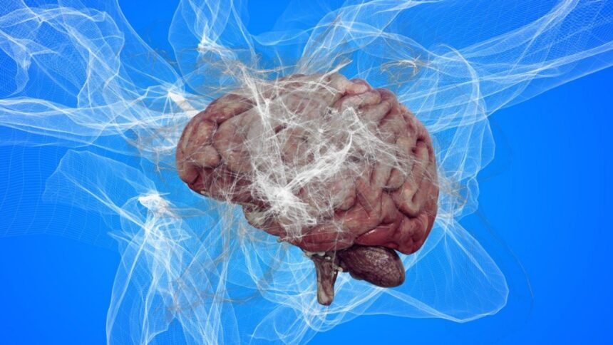 amiba mancatoare de creier a provocat mai multe decese intr o tara din asia cum se manifesta infectia autoritatile au emis o alerta sanitara 68cc277a5af81