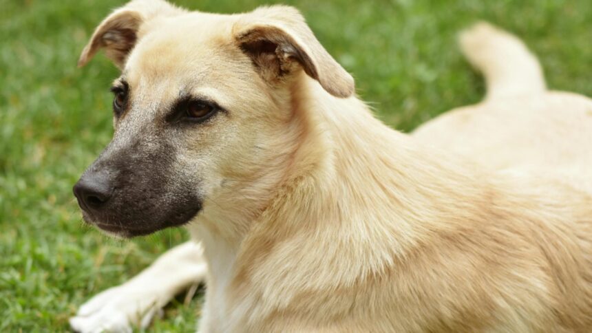 barbat din brasov retinut de politisti pentru ca ar fi ucis cu intentie un caine este acuzat ca a lovit cu bestialitate animalul 68bd784fa3cb0