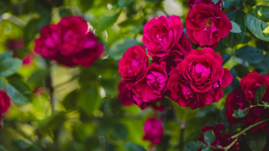 ce trebuie sa faci cu trandafirii in aceasta perioada pentru a stimula inflorescenta pana toamna tarziu 68cc0a2990032