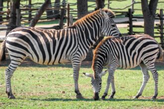 cele mai ridicole experimente ale oamenilor de stiinta premiate la ig nobel 2025 laptele cu usturoi si vacile vopsite in dungi 68cd0ace5b7b2