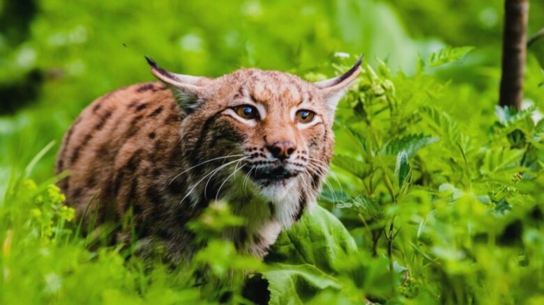 copil in stare grava dupa ce a fost muscat de un ras in curte minorul are rani in zona fetei si a capului 68bb27de7ece1