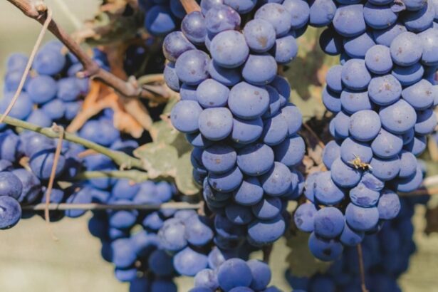 dulceata de struguri negri reteta fara zahar 68b7d6e143576