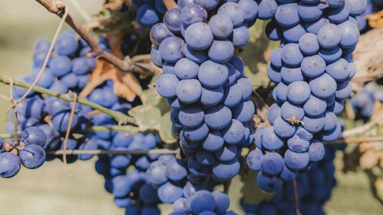 dulceata de struguri negri reteta fara zahar 68b7d6e143576