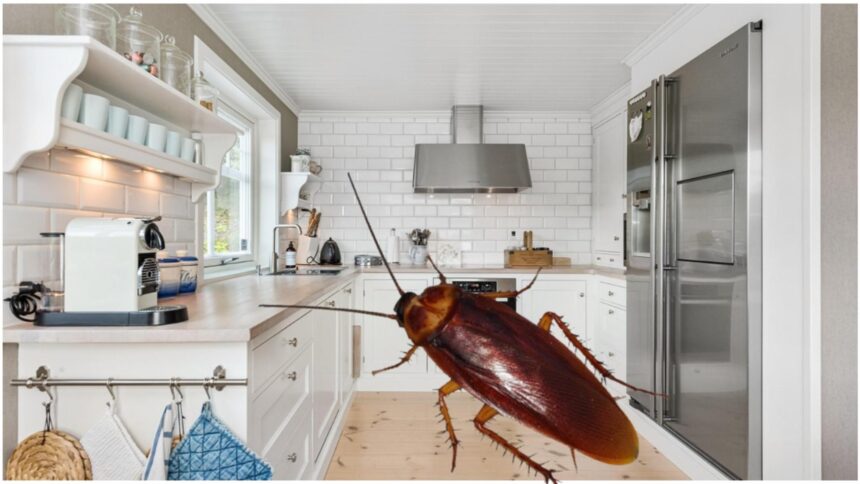 electrocasnicul care iti poate umple casa de gandaci este nelipsit din casele romanilor 68c866cae5b2f