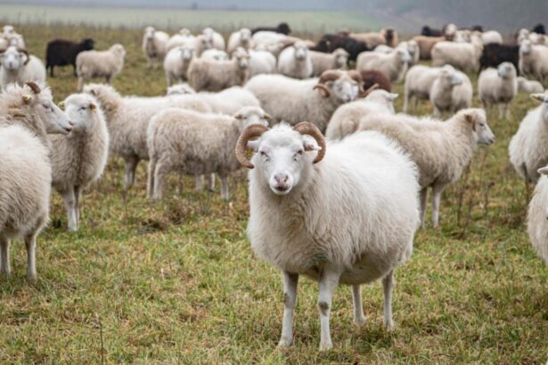 focar de antax la o ferma de capre si oi din vrancea proprietarul animalelor internat in spital 68b9c870410ca