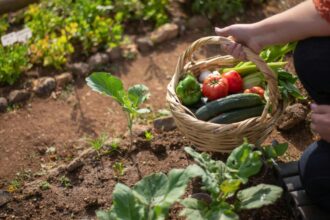 leguma care scade glicemia acum este sezonul ei 68cc1e09b0b91