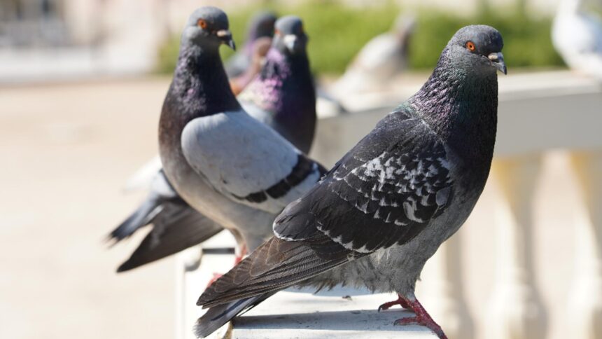 mirosurile care tin porumbeii departe ce ingrediente de bucatarie sunt insuportabile pentru aceste pasari 68c594a70f27c