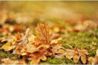 motivul pentru care nu trebuie sa arunci frunzele de toamna la gunoi greseala pe care majoritatea romanilor o fac 68d0fdec1dafc