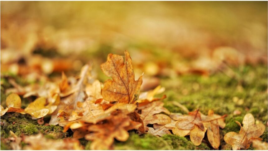 motivul pentru care nu trebuie sa arunci frunzele de toamna la gunoi greseala pe care majoritatea romanilor o fac 68d0fdec1dafc