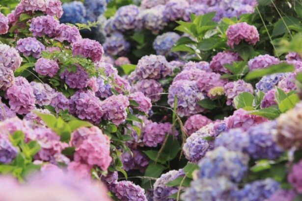 motivul pentru care trebuie sa renunti la hortensiile din gradina gradinarii cu experienta arunca bomba 68b71ee93abd3