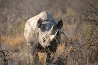 namibia deploys army to fight wildfire burning third of etosha game reserve 68dab369b0c2f