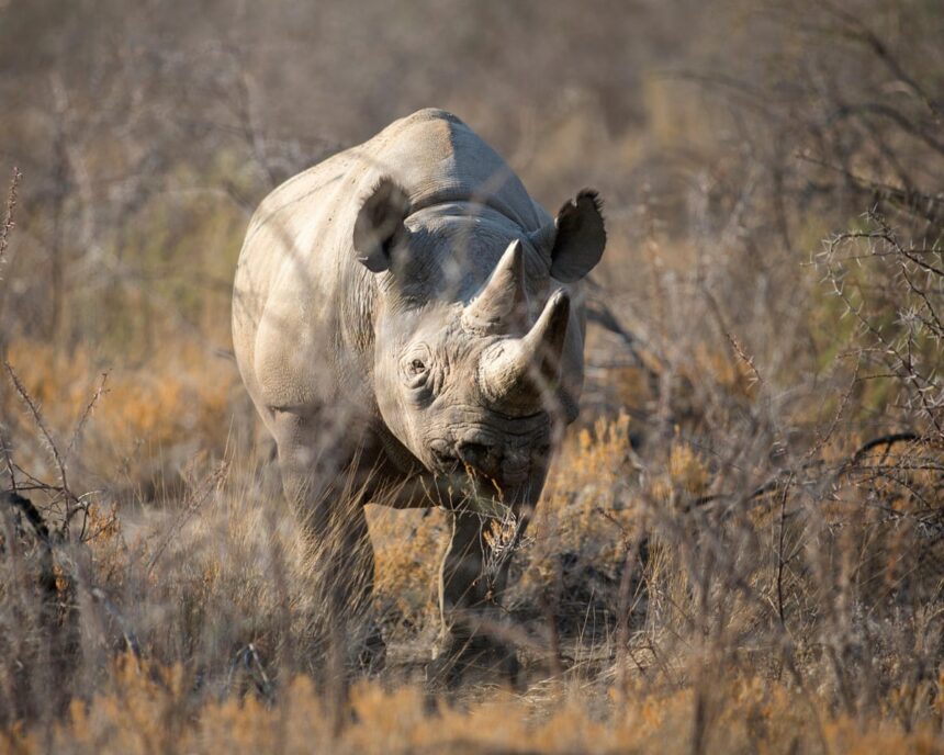 namibia deploys army to fight wildfire burning third of etosha game reserve 68dab369b0c2f