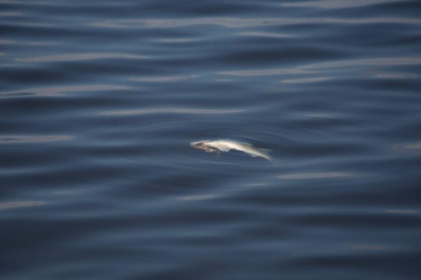 ramasite umane descoperite intr o balta cu pesti din timis politia a deschis dosar penal 68ca6317363fb