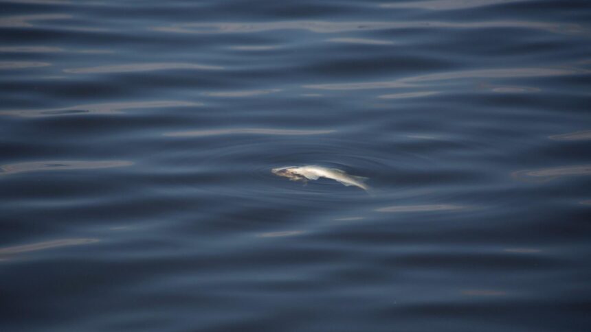 ramasite umane descoperite intr o balta cu pesti din timis politia a deschis dosar penal 68ca6317363fb