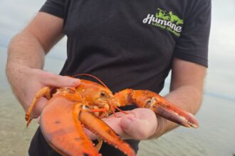 rare orange lobster found in new york supermarket returned to sea 68d6e78ad6232