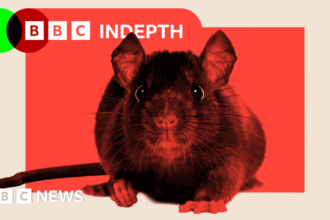 ratmageddon why rats are overrunning our cities 68d5e2a171385