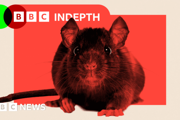 ratmageddon why rats are overrunning our cities 68d5e2a171385