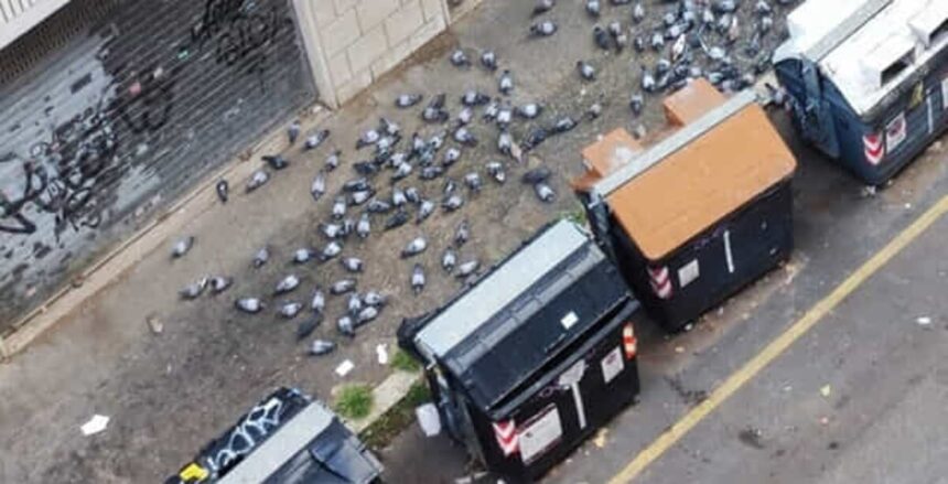 rome woman banned from feeding birds amid neighbours pigeon hell 68c4190fee8a6