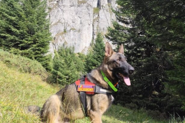 schelet uman descoperit in muntii ceahlau anchetatorii cred ca ramasitele dateaza de peste 20 de ani tulburator ce au gasit in haine foto 68c162545992c