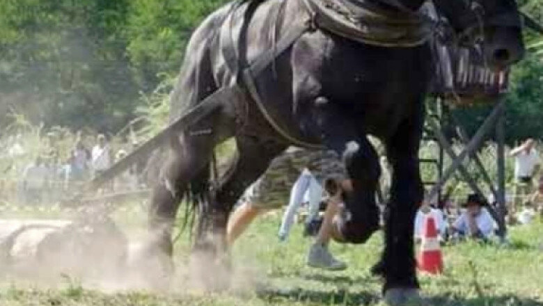 un judet din romania interzice concursurile cu cai care trag diferite greutati prevenim cruzimea fata de animale 68c3b61dd1015