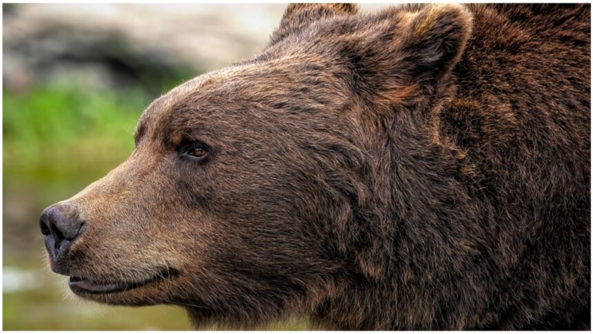 unda verde pentru vanarea si neutralizarea ursilor agresivi proiectul a fost adoptat de camera deputatilor 68caed7511209