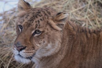 video copil de 5 ani muscat de un ligru la zoo in suceava incidentul vine dupa ce o fetita a fost atacata de o maimuta 68b992cde8a30