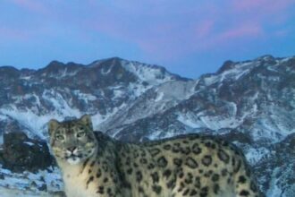 23 octombrie ziua internationala a leopardului zapezilor onu 68f9c57c958d0