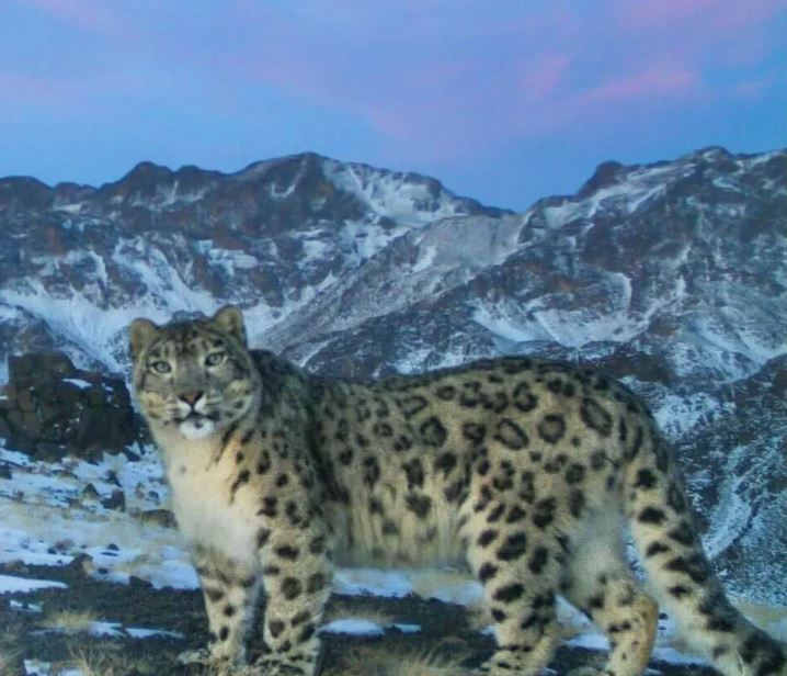 23 octombrie ziua internationala a leopardului zapezilor onu 68f9c57c958d0
