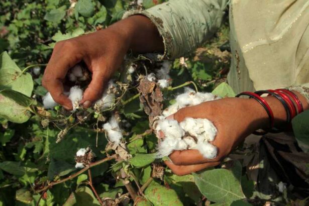 6 octombrie ziua mondiala a bumbacului onu 68e4bb855a7dc