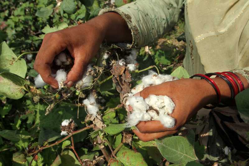 6 octombrie ziua mondiala a bumbacului onu 68e4bb855a7dc