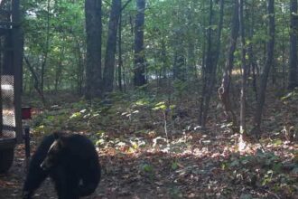 black bear who killed camper in arkansas shot dead by officials 68e43f8617d6b