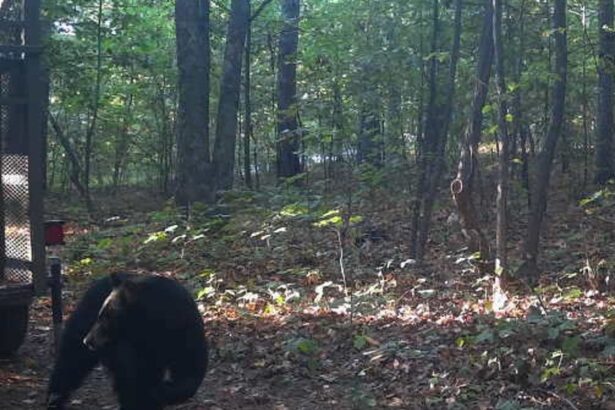 black bear who killed camper in arkansas shot dead by officials 68e43f8617d6b