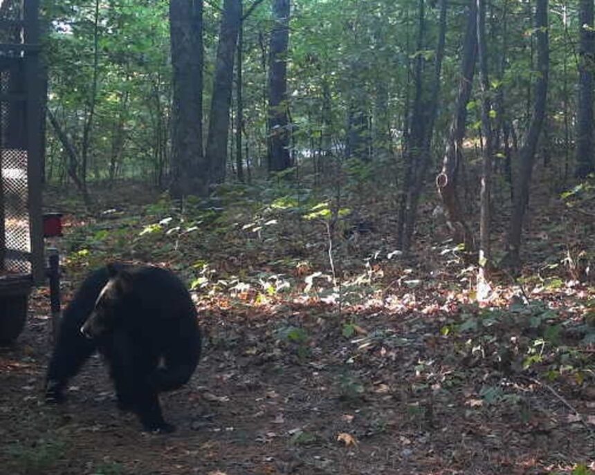 black bear who killed camper in arkansas shot dead by officials 68e43f8617d6b